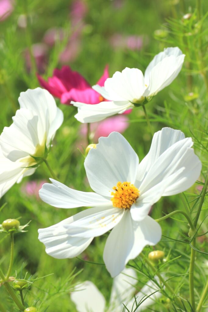 أساسيات بيولوجيا النباتات: دليل محترفي الجمال للعلوم النباتية